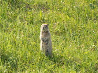 A prairie dog standing on its hind legs on a grassy lawn