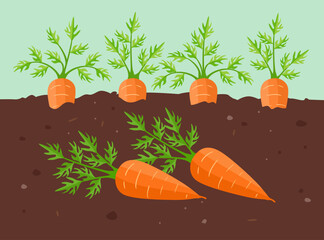 Fresh carrots grown in the garden. Farm vegetables harvest. Vector cartoon flat illustration.