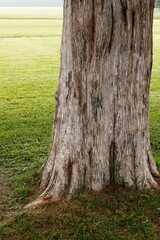 Cypress Tree Trunk in Foggy Field