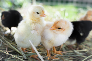 Adorable baby chicks with fluffy yellow feathers standing on straw in a rustic farm setting
