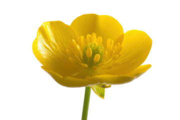 Vibrant Yellow Buttercup Flower Close-up Nature's Golden Jewel