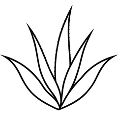 Aloe Vera Leaf Botanical Drawing line art vector