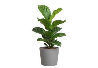Obraz premium Fiddle leaf fig plant in pot isolated on transparent background