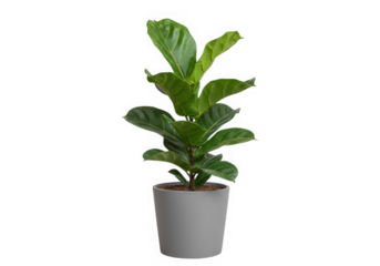 Fiddle leaf fig plant in pot isolated on transparent background