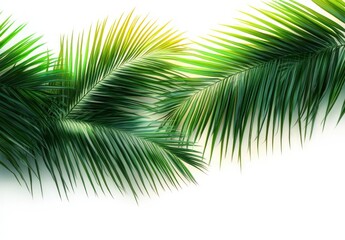 Naklejka premium Close-up of vibrant green palm leaves with light shining through on a white background, evoking a fresh and tropical feeling