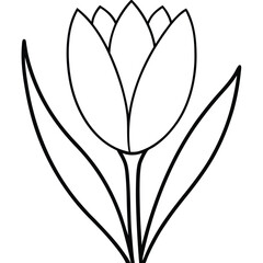 Crocus Flower Opening Up Vector line art vector