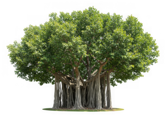 Majestic banyan ficus plant cutout isolated on transparent background