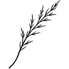 Cypress Sprig Botanical Drawing line art vector