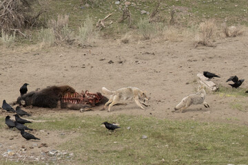 Coyote (Canis latrans) chase at Bison kill, Yellowstone National Park