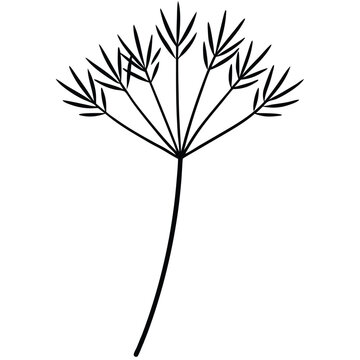 recommend clip art: Dill Herb with Feathery Leaves line art vector