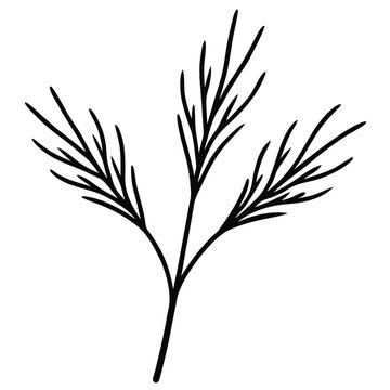 black dill plant on white background clip art preview