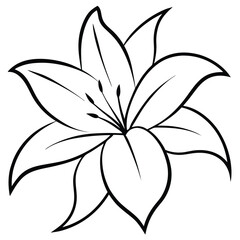 Lily Flower with Wide Petals line art vector