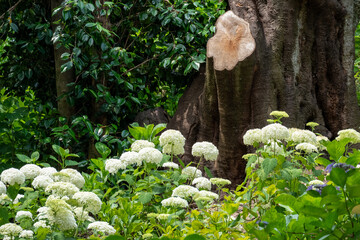 古木の根元に咲くアナベルの群生と初夏の緑