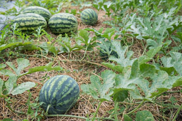 Organic watermelons grow on farm at harvest