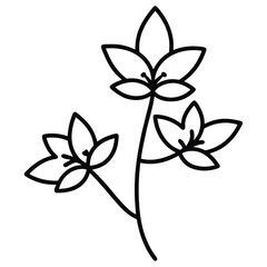 Oregano with Tiny Clustered Leaves line art vector