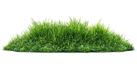 Lush Green Grass Patch (1)