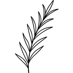 Rosemary Branch with Needle Leaves line art vector