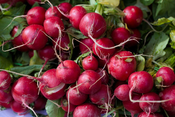 fresh radishes on the market
