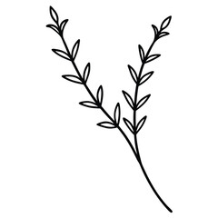 Thyme Small Sprigs line art vector