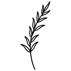 Fototapeta premium Thyme Sprig line art vector