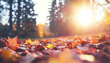 Autumn leaves on the ground in sunlight