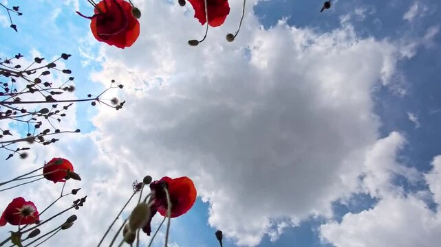 Crescit&agrave; spontanea di papaveri  in un campo agricolo
