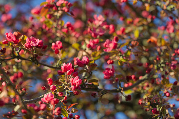 red and yellow wild cherry flowers