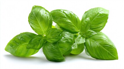 Fototapeta premium Fresh Basil Leaves on White Background, Isolated Backdrop