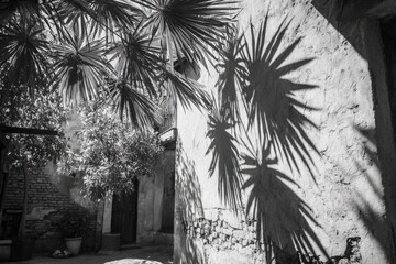 Shadowed Palmettos A Southern Charm in Monochrome