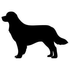 Beautiful black silhouette of a Golden Retriever breed dog standing still