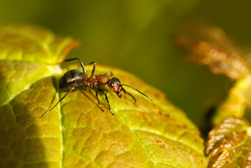 Macro shot of an ant with antenna on a leaf