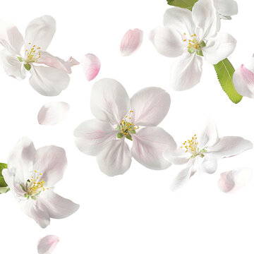 Elegant floating apple blossoms against a stark black backdrop for a floral design