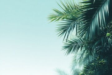 Fototapeta premium Serene Palm Fronds Against a Turquoise Sky