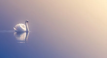 Majestic Swan on a Serene Water, Sunrise/Sunset.