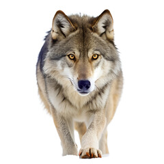 Obraz premium A gray wolf with piercing yellow eyes walks forward against a white background.
