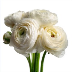 Beautiful white rununculi bouquet isolated on white background
