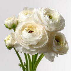 Beautiful white rununculi bouquet isolated on white background