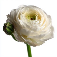 beautiful white rununculus in full bloom isolated on white background