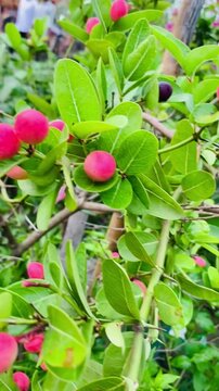Carissa carandas. Bengal currant, Carandas plum, Karanda, Pink fruits have a sour and astringent taste. close up photo shoot of carissa carandas fruit in nature garden. Mango, lime, booze red fruit.