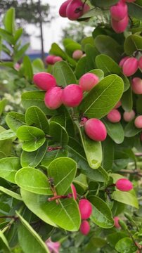 Carissa carandas. Bengal currant, Carandas plum, Karanda, Pink fruits have a sour and astringent taste. close up photo shoot of carissa carandas fruit in nature garden. Mango, lime, booze red fruit.