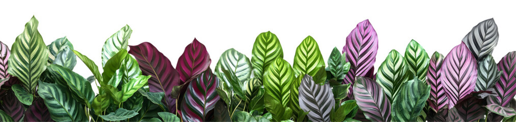 Exotic calathea plants showcasing vibrant foliage against a dark background