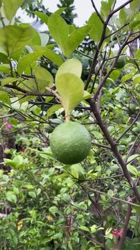 Green Lemons tree in the garden with daylight. Lemon, Citrus fruit, green lime plant. 