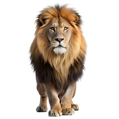 Fototapeta premium A majestic lion with a full mane stands confidently against a white background
