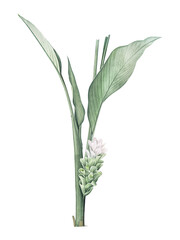 Vintage botanical illustration of turmeric plant with white flower spike