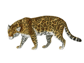 Vintage zoological illustration of jaguar walking in profile
