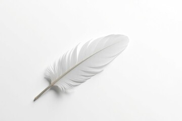 Crisp white feathers against stark white background, airy, pure, delicate