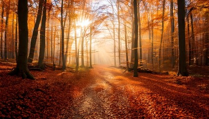 Fototapeta premium Camino forestal otoñal con luz solar y niebla