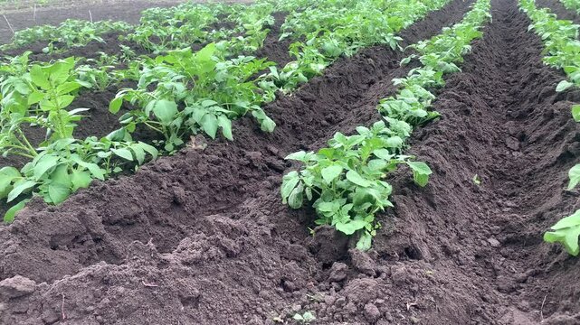 potato plant, farmer's potato field