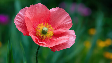 A delicate salmon pink poppy with a bright yellow center stands gracefully against a blurred background of green foliage and colorful flowers in a sunny garden.