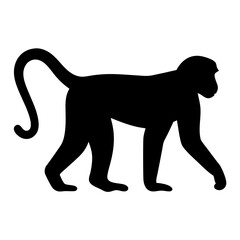 Silhouette of a Monkey Walking with its Long Tail Curled Upward